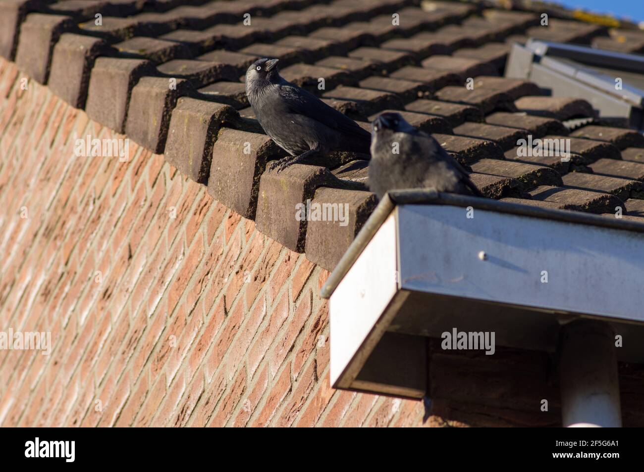 Schwarze Krähen auf dem braunen Dach eines Hauses Stockfoto