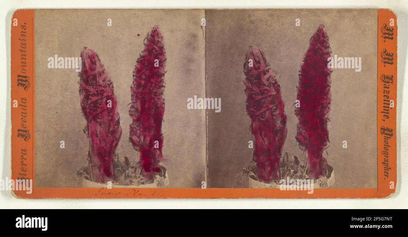 Schneeanlage. M. M. Hazeltine (amerikanisch, 1827 - 1903) Stockfoto