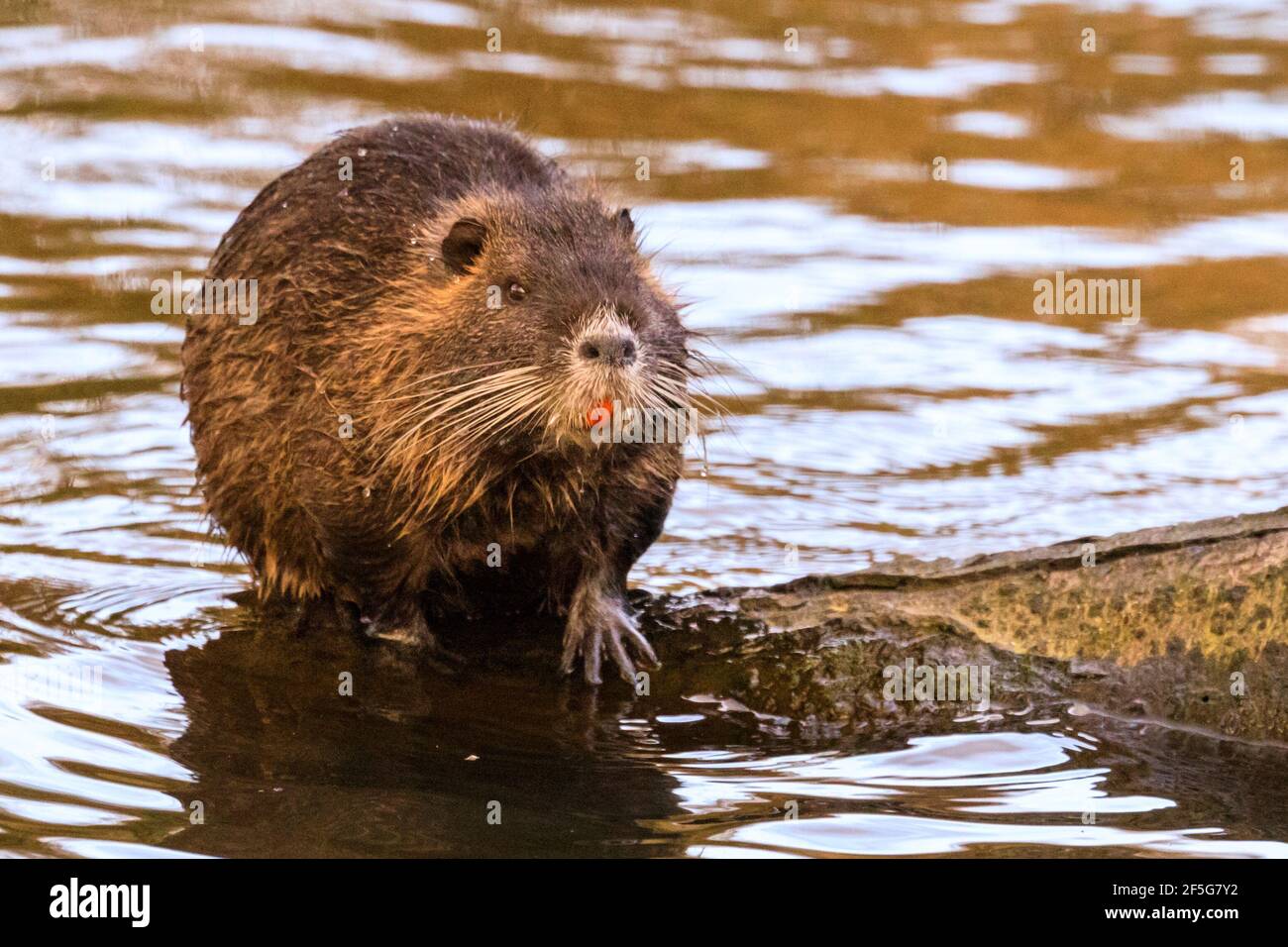 Haltern am See, NRW, Deutschland. März 2021, 26th. Ein junger Coypu (Myocastor coypus), auch bekannt als Nutria oder Sumpfbienber, sonnenbadet und gibt seinem Fell an einem milden Frühlingsabend eine gute Reinigung. Eine Familie von Coypus mit fünf Jungtieren hat sich letzten Herbst am Halterner See residiert und kann oft beim Schwimmen und bei der Nahrungssuche nach Eicheln und Blättern gesichtet werden. Die Temperaturen in NRW werden relativ warm und sonnig bleiben. Kredit: Imageplotter/Alamy Live Nachrichten Stockfoto