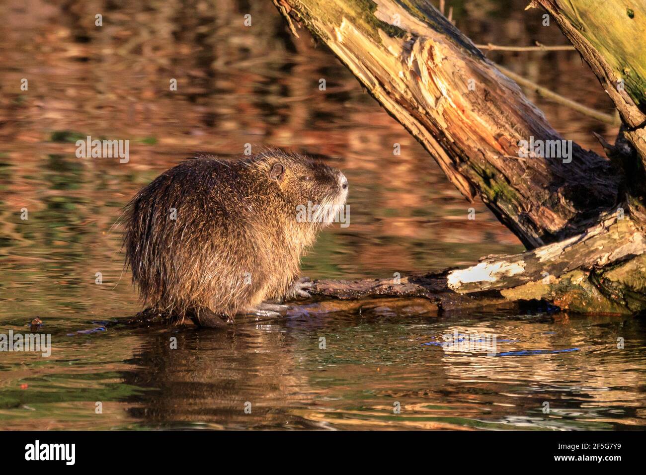 Haltern am See, NRW, Deutschland. März 2021, 26th. Ein junger Coypu (Myocastor coypus), auch bekannt als Nutria oder Sumpfbienber, sonnenbadet und gibt seinem Fell an einem milden Frühlingsabend eine gute Reinigung. Eine Familie von Coypus mit fünf Jungtieren hat sich letzten Herbst am Halterner See residiert und kann oft beim Schwimmen und bei der Nahrungssuche nach Eicheln und Blättern gesichtet werden. Die Temperaturen in NRW werden relativ warm und sonnig bleiben. Kredit: Imageplotter/Alamy Live Nachrichten Stockfoto