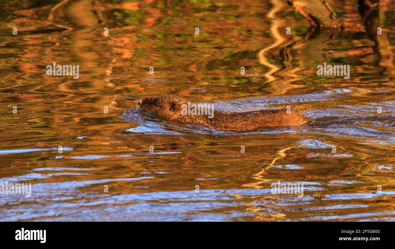Haltern am See, NRW, Deutschland. März 2021, 26th. An einem Frühlingsabend schwimmt ein junger Coypu (Myocastor coypus), auch bekannt als Nutria oder Sumpf-Biber, im Halterner See. Eine Familie von Coypus mit fünf Jungtieren hat sich letzten Herbst am Halterner See residiert und kann oft beim Schwimmen und bei der Nahrungssuche nach Eicheln und Blättern gesichtet werden. Die Temperaturen in NRW werden relativ warm und sonnig bleiben. Kredit: Imageplotter/Alamy Live Nachrichten Stockfoto