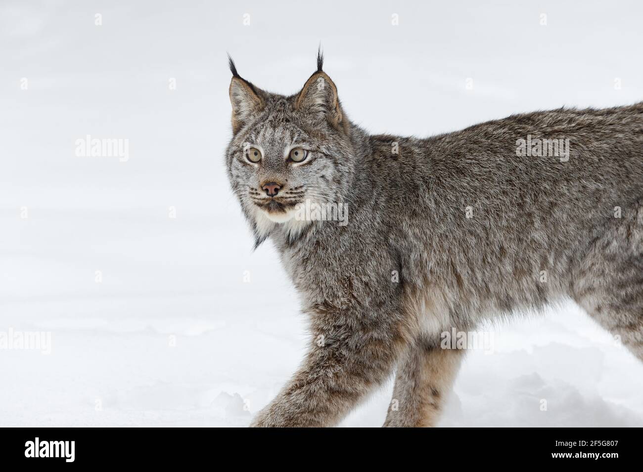 Kanadischer Luchs (Lynx canadensis) Schaut auf beim Wandern durch Winter - Captive Tier Stockfoto