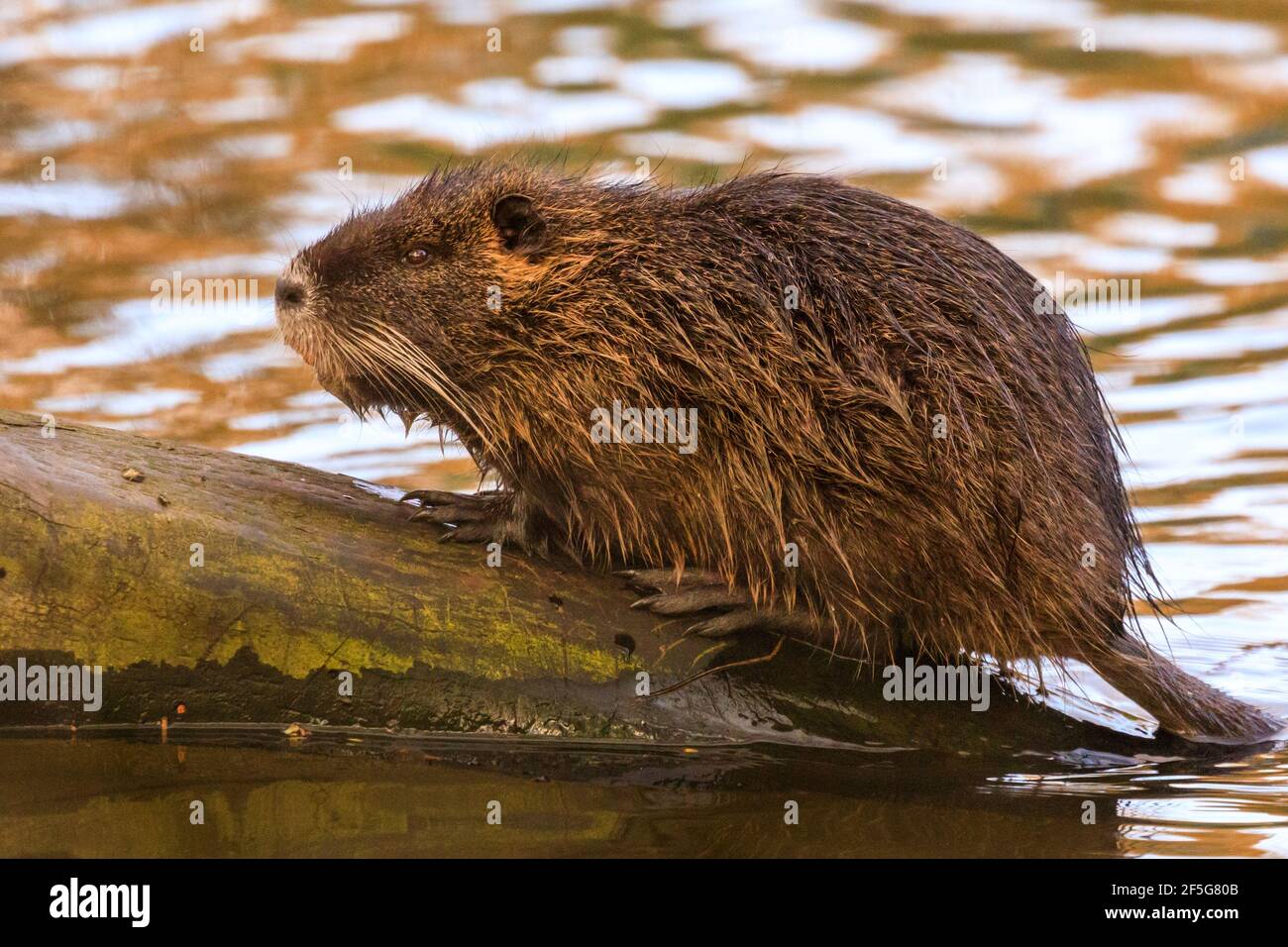 Haltern am See, NRW, Deutschland. März 2021, 26th. Ein junger Coypu (Myocastor coypus), auch bekannt als Nutria oder Sumpfbienber, sonnenbadet und gibt seinem Fell an einem milden Frühlingsabend eine gute Reinigung. Eine Familie von Coypus mit fünf Jungtieren hat sich letzten Herbst am Halterner See residiert und kann oft beim Schwimmen und bei der Nahrungssuche nach Eicheln und Blättern gesichtet werden. Die Temperaturen in NRW werden relativ warm und sonnig bleiben. Kredit: Imageplotter/Alamy Live Nachrichten Stockfoto