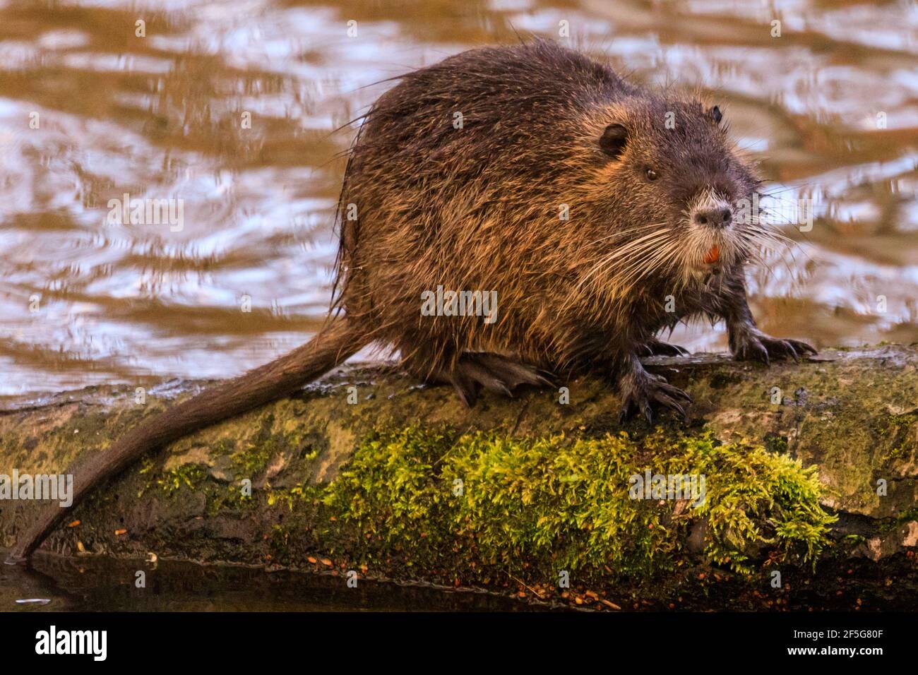 Haltern am See, NRW, Deutschland. März 2021, 26th. Ein junger Coypu (Myocastor coypus), auch bekannt als Nutria oder Sumpfbienber, sonnenbadet und gibt seinem Fell an einem milden Frühlingsabend eine gute Reinigung. Eine Familie von Coypus mit fünf Jungtieren hat sich letzten Herbst am Halterner See residiert und kann oft beim Schwimmen und bei der Nahrungssuche nach Eicheln und Blättern gesichtet werden. Die Temperaturen in NRW werden relativ warm und sonnig bleiben. Kredit: Imageplotter/Alamy Live Nachrichten Stockfoto