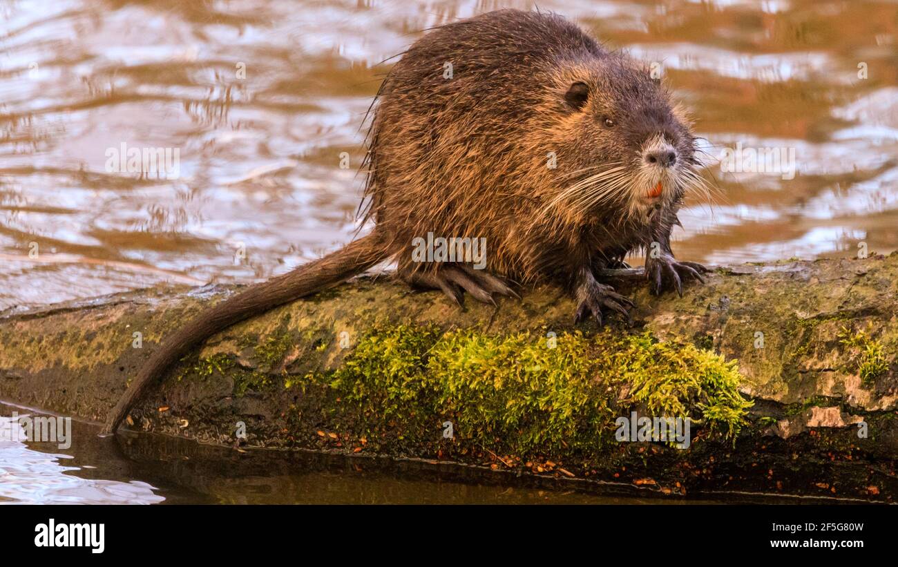 Haltern am See, NRW, Deutschland. März 2021, 26th. Ein junger Coypu (Myocastor coypus), auch bekannt als Nutria oder Sumpfbienber, sonnenbadet und gibt seinem Fell an einem milden Frühlingsabend eine gute Reinigung. Eine Familie von Coypus mit fünf Jungtieren hat sich letzten Herbst am Halterner See residiert und kann oft beim Schwimmen und bei der Nahrungssuche nach Eicheln und Blättern gesichtet werden. Die Temperaturen in NRW werden relativ warm und sonnig bleiben. Kredit: Imageplotter/Alamy Live Nachrichten Stockfoto