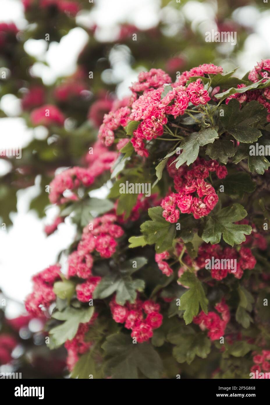 Schöne Naturszene mit blühenden Blumen Baum im Garten. Frühling. Weicher, selektiver Fokus Stockfoto