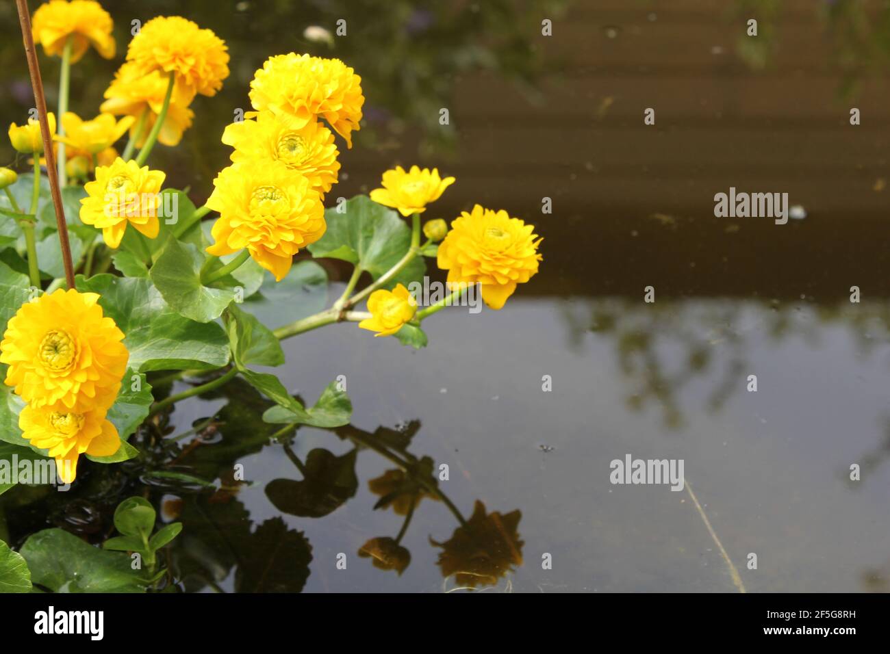 Ein schöner gelber Sumpfmarigold im Frühling im Teich Stockfoto