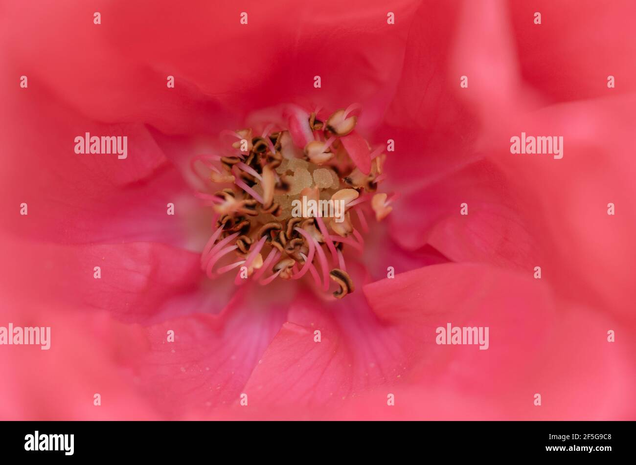 Makroaufnahme des Zentrums einer Rose. Texturen von Blumen. Stockfoto