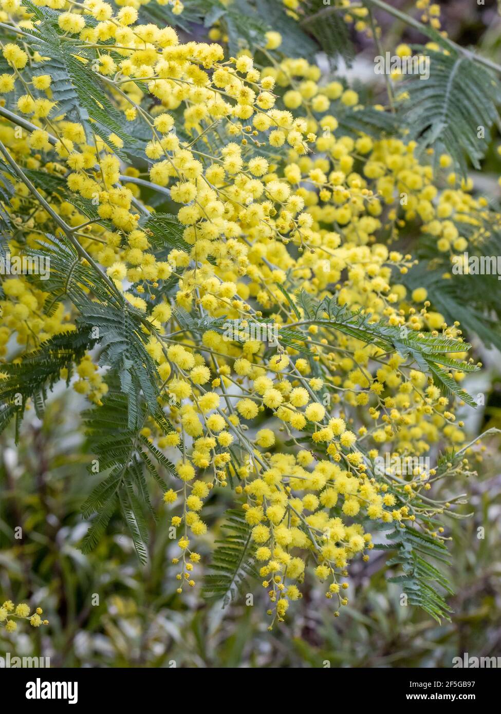 Die Masse der Acacia delbata blüht im Frühling Stockfoto