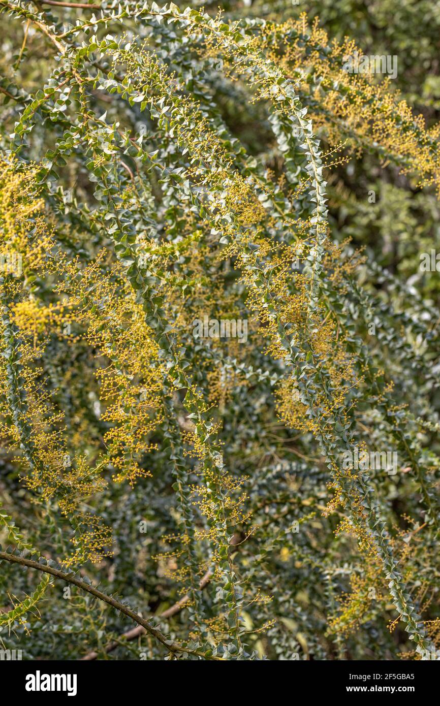 Gebogene verzweigte Stiele mit Blüten von Acacia pravissima Stockfoto