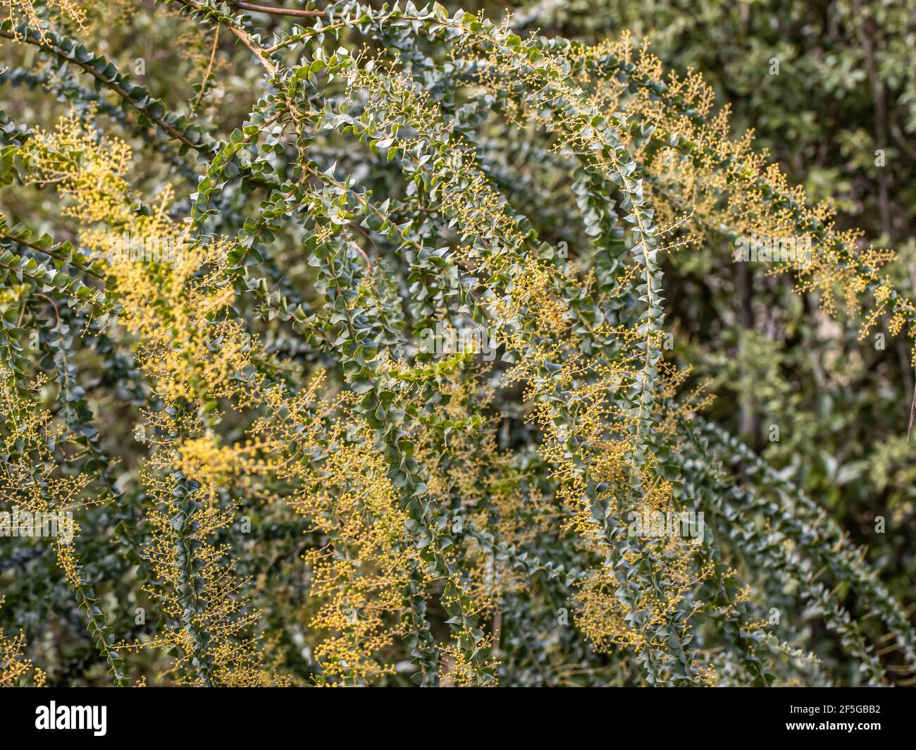 Gebogene verzweigte Stiele mit Blüten von Acacia pravissima Stockfoto