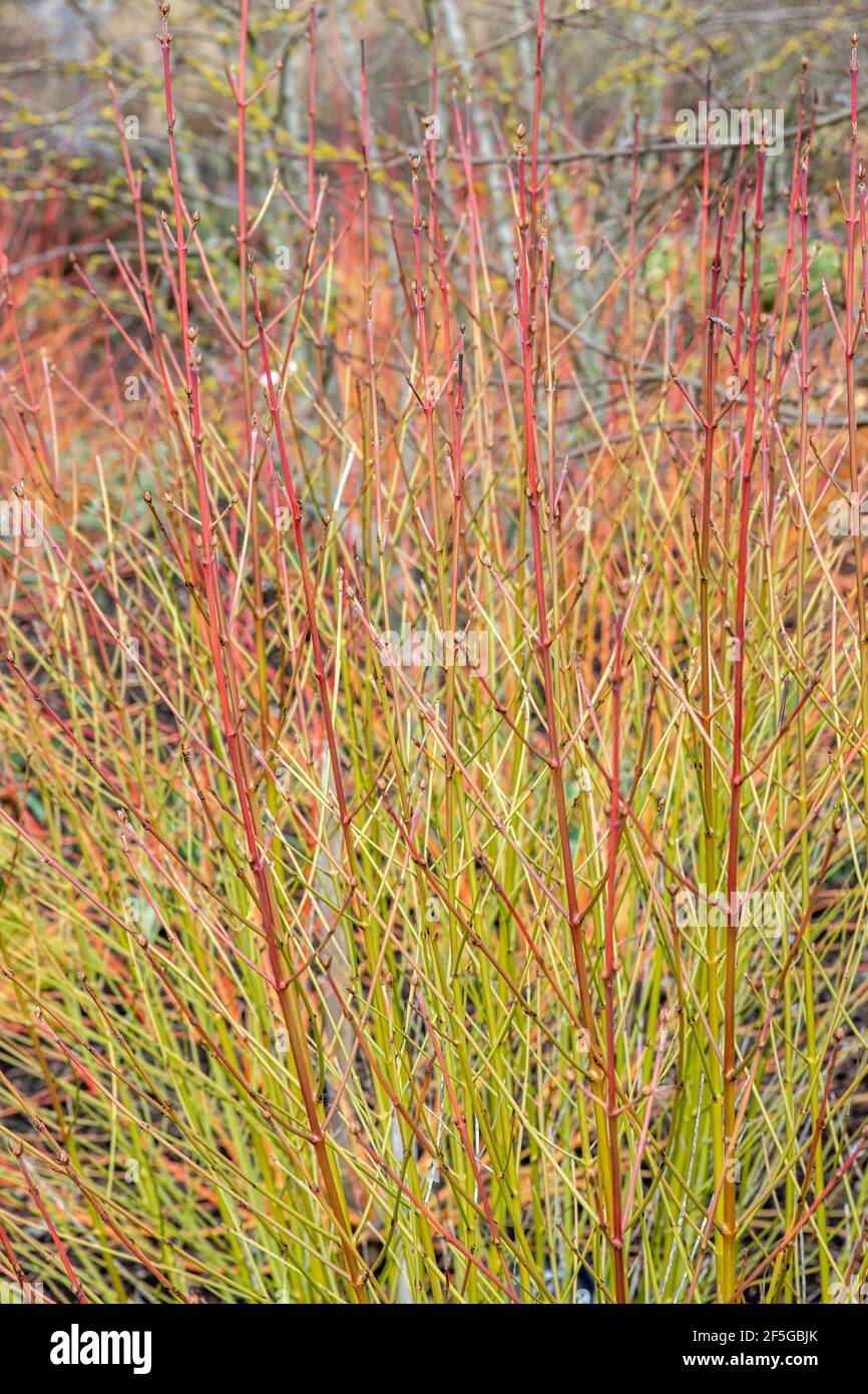 Helle Stängel von Cornus sanguinea Green Light im Winter Stockfoto