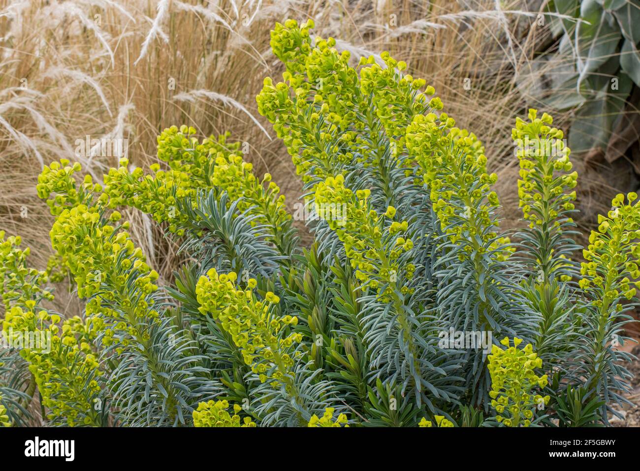 Nahaufnahme von Euphorbia Humpty Dumpty Blumen im Frühjahr Grenze Stockfoto