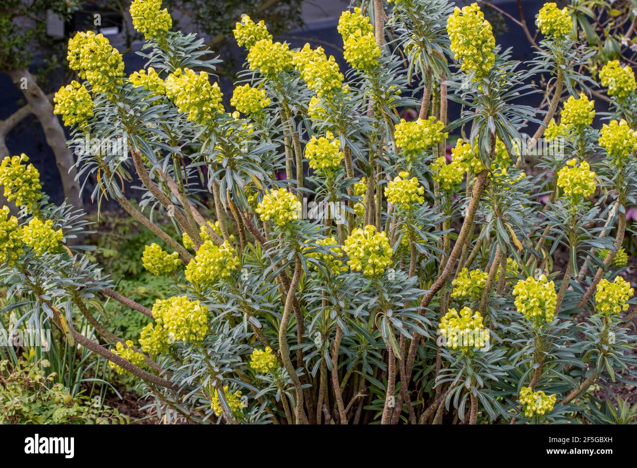 Große Euphorbia Lambrook Gold in voller Blüte im Frühjahr Stockfoto