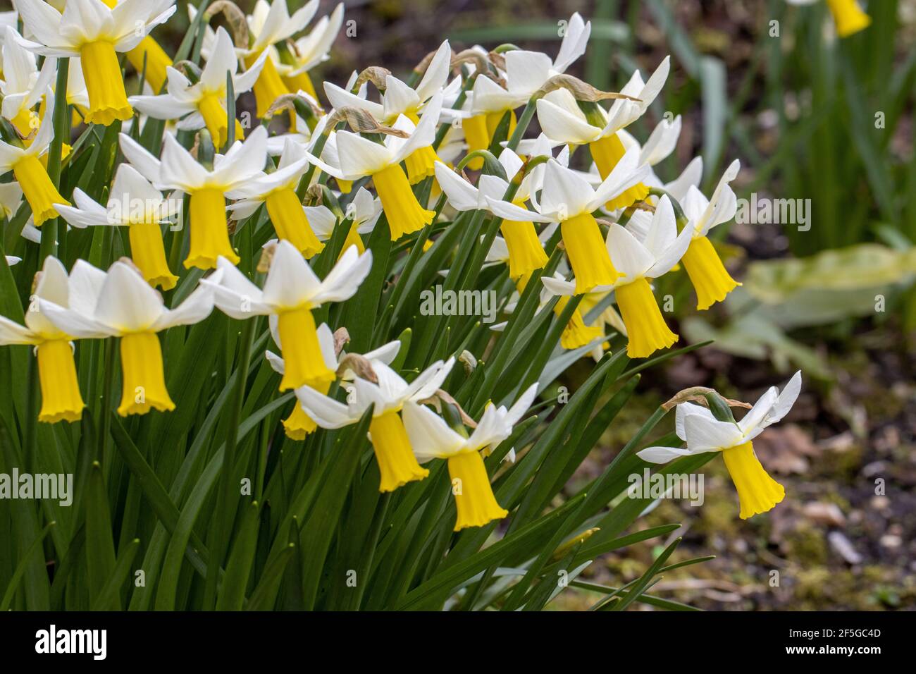 Nahaufnahme der Masse von Narcissus Trena in der Frühlingsgrenze Stockfoto