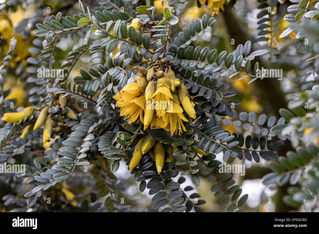 Nahaufnahme leuchtend gelb Sophora Sun King im Frühjahr mit Schöner Hintergrund Stockfoto