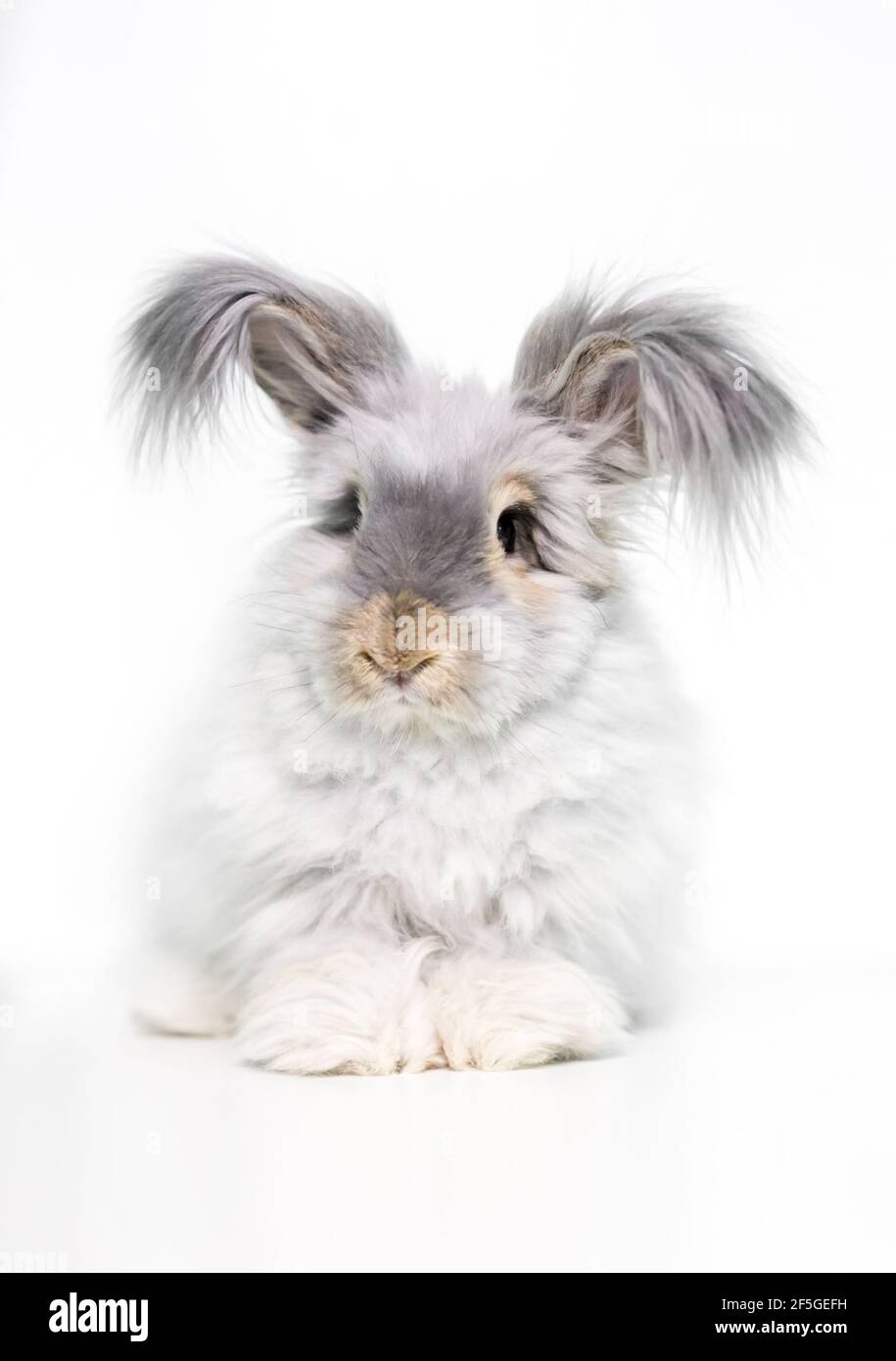 Ein pelzigen englischen Angora Kaninchen mit langen Haaren auf seiner Ohren Stockfoto