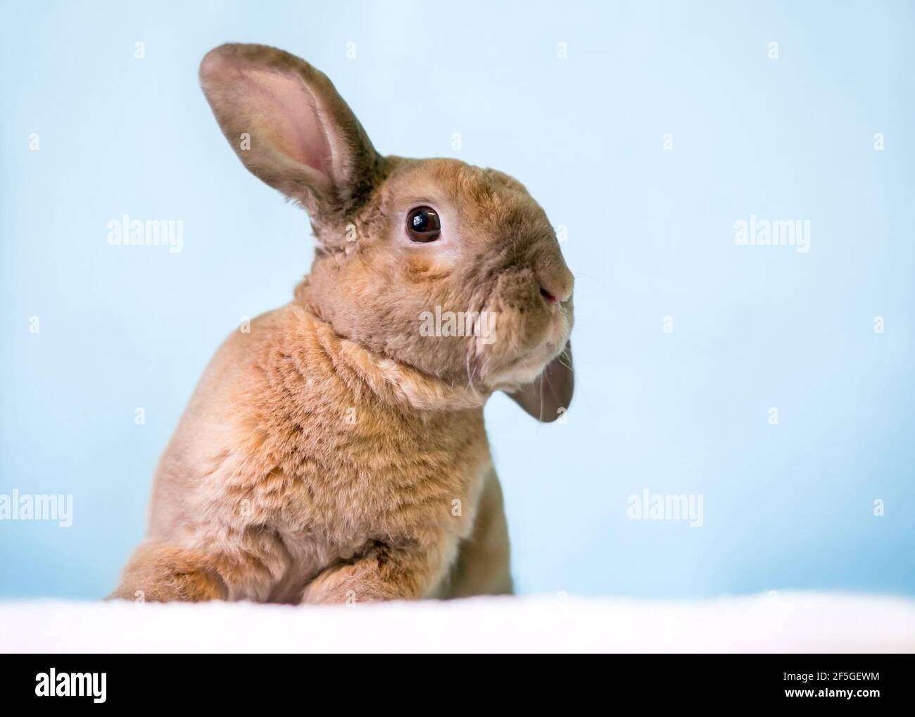 Ein niedliches braunes, ein Ohr hochhaltendes, lop-ohriges Kaninchen Und ein Ohr nach unten Stockfoto