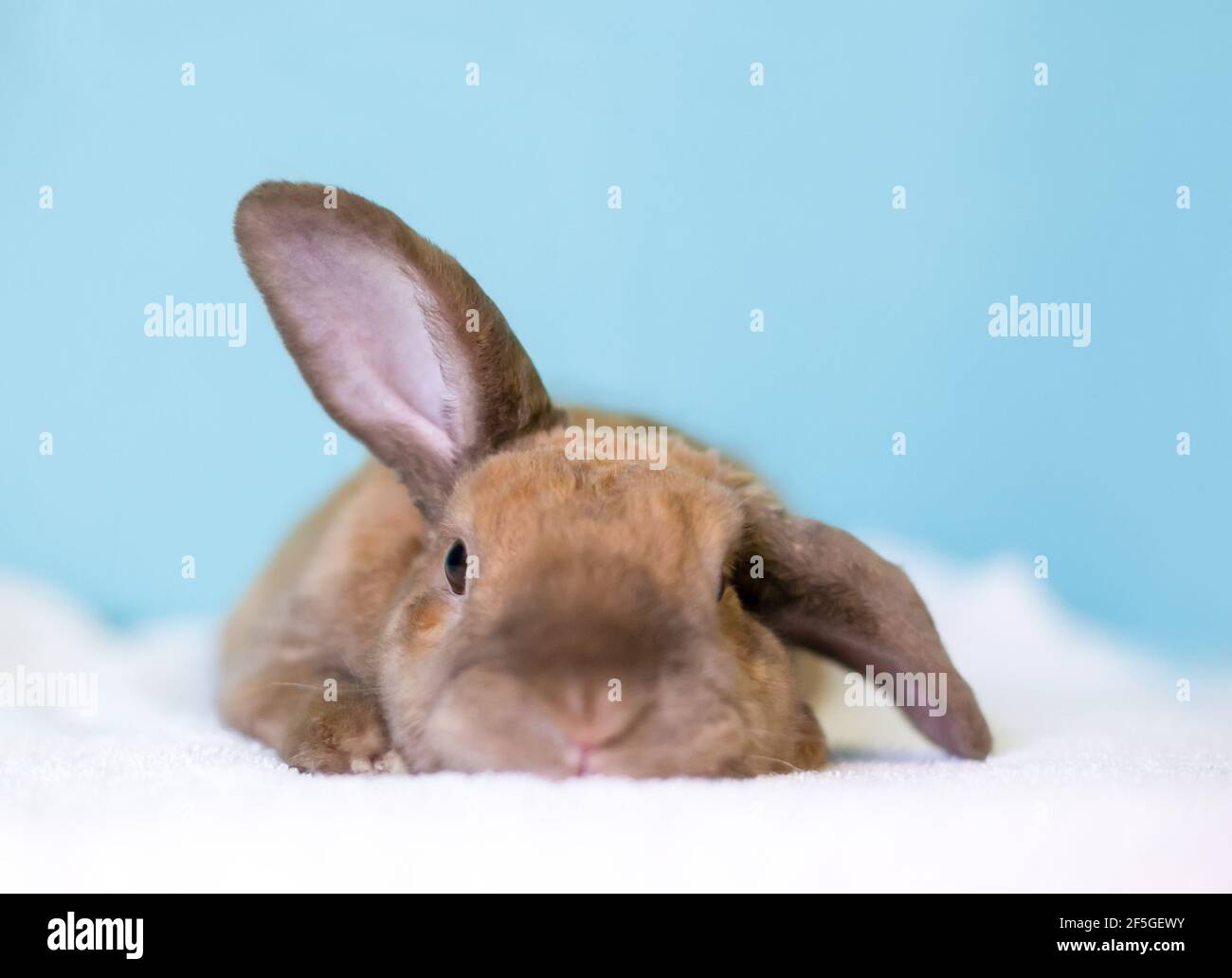 Ein niedliches braunes, ein Ohr hochhaltendes, lop-ohriges Kaninchen Und ein Ohr nach unten Stockfoto