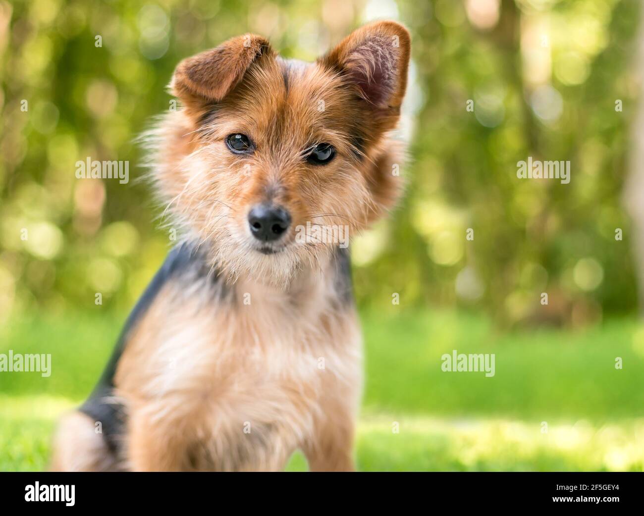 Ein süßer, scruffy Mischlingshund mit einem geraden Ohr und einem gefalteten Ohr, der die Kamera mit einem Kopfneigung betrachtet Stockfoto