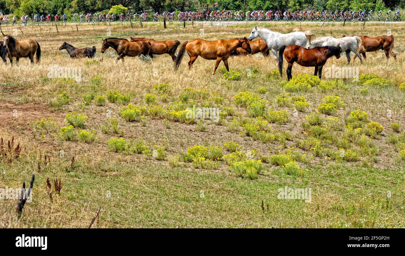 Radfahren mit dem Hauptfeld Stockfoto
