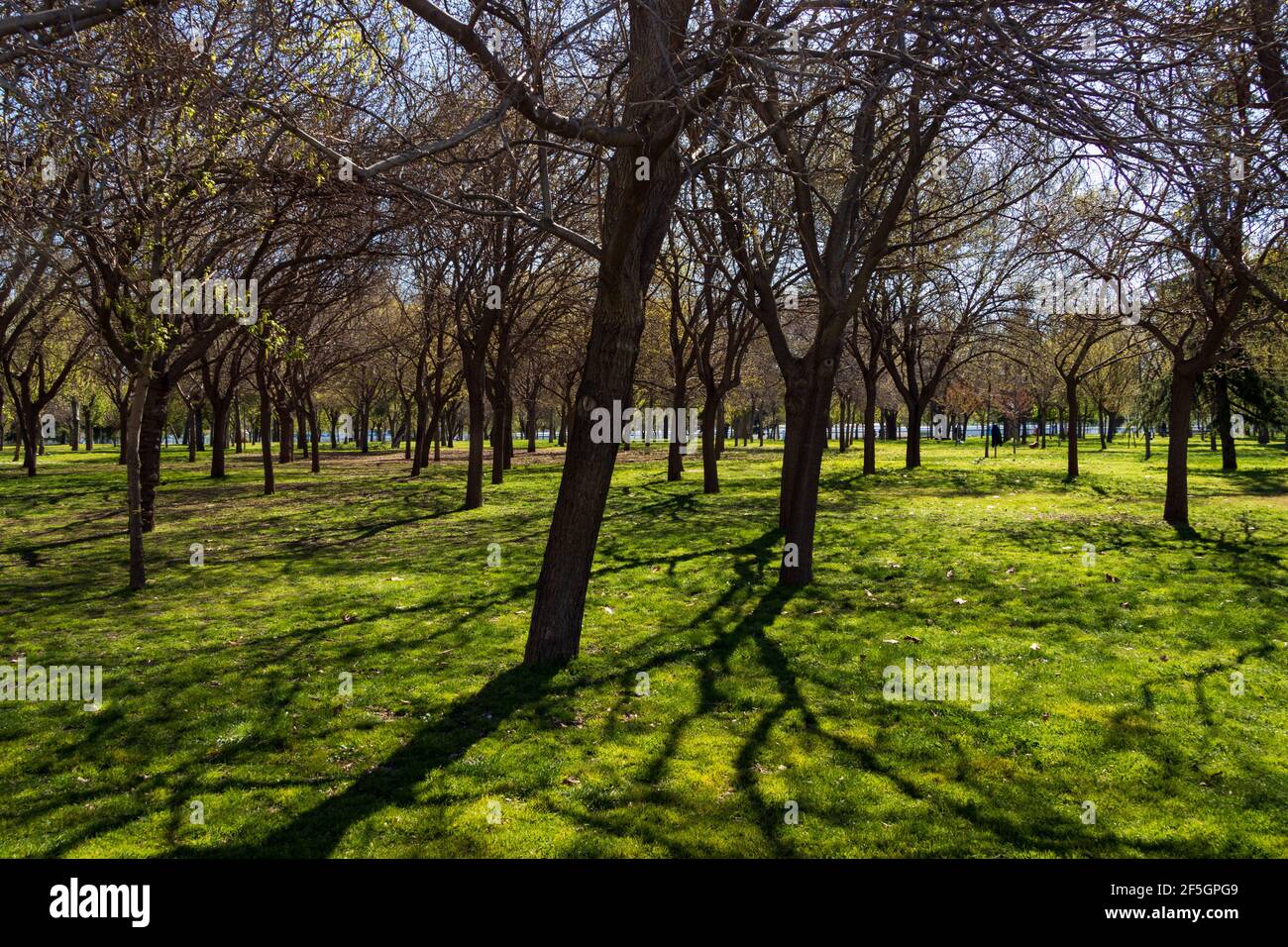 Blattlose Baumstämme in einem grünen Feld unter einem blauen Himmel ohne Menschen, deren Stämme kontrastierende dunkle Schatten aufwerfen Das Gras Stockfoto