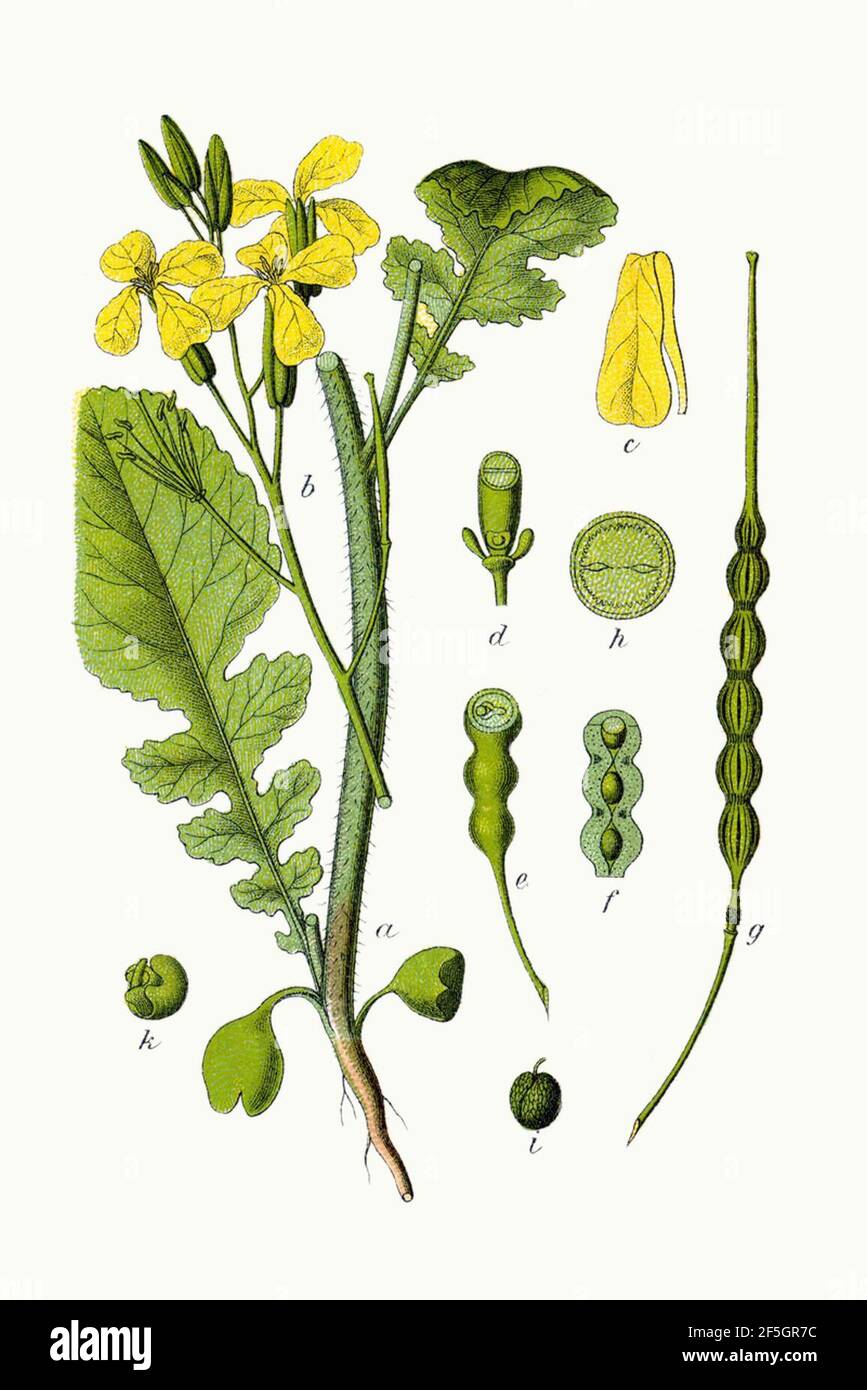 Raphanus raphanistrum - Deutschlands Flora in abbildungen nach der Natur - vol. 6 - t. 40 - Keine Legende reinigen. Stockfoto