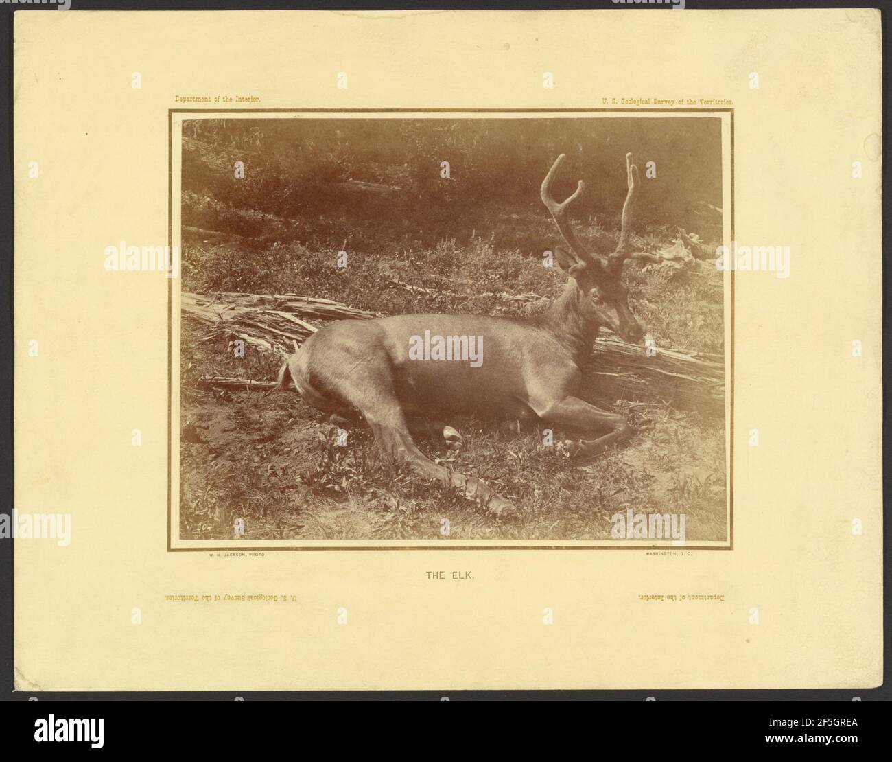 Der Elch. William Henry Jackson (Amerikanisch, 1843 - 1942) Stockfoto