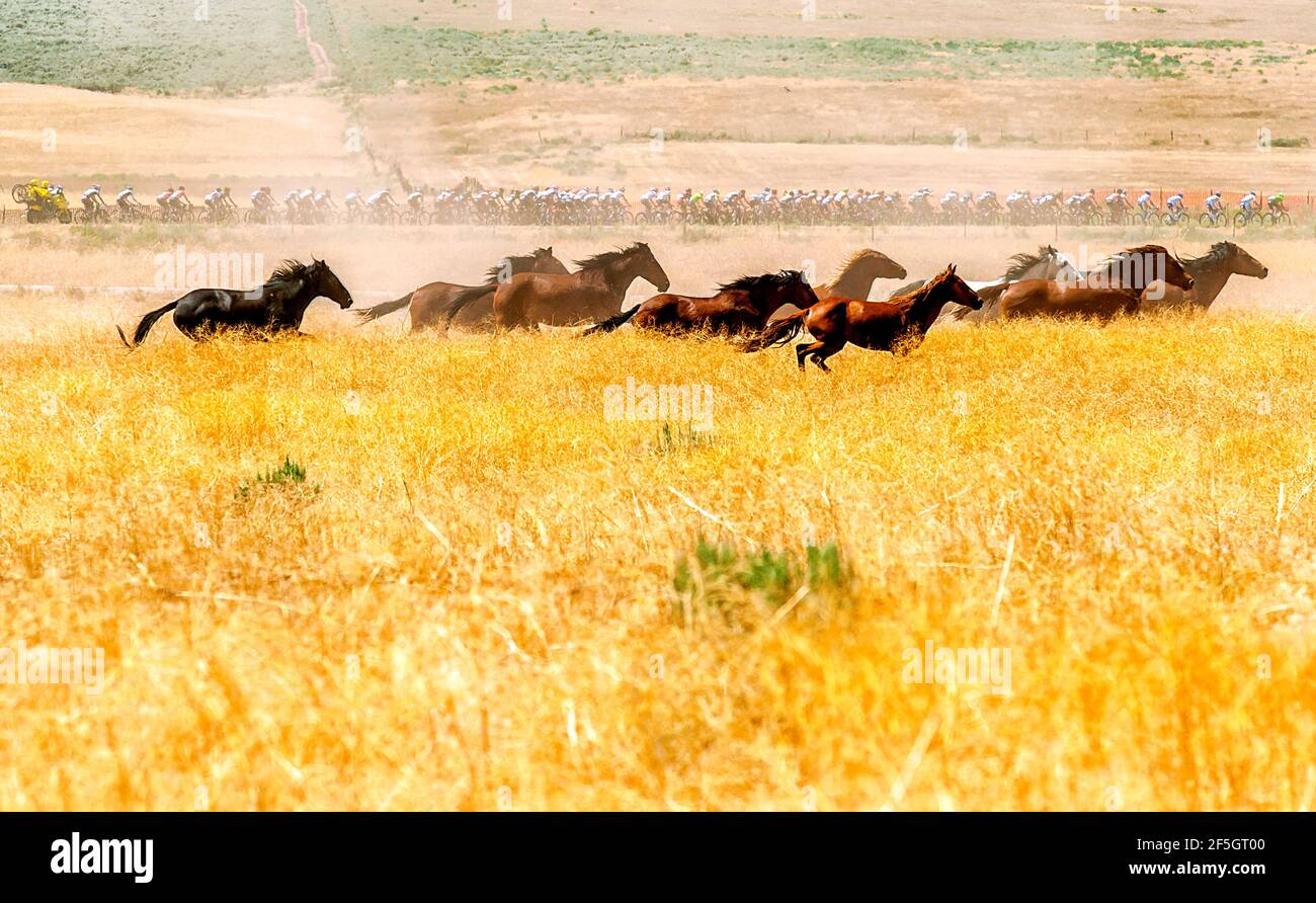 Radfahren mit dem Hauptfeld Stockfoto