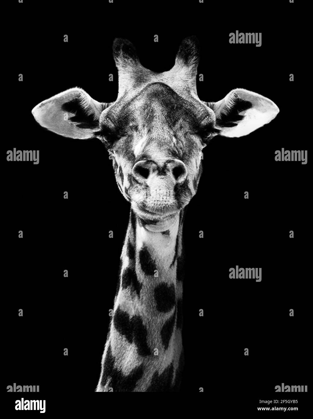 Giraffe Black Background Stockfotos Und Bilder Kaufen Alamy