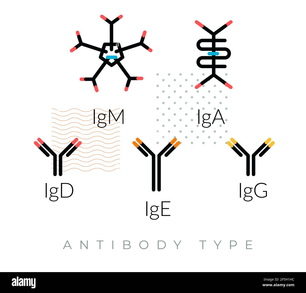 Immunglobulin - Antikörper - komplexes Protein - Symbol als EPS 10 Datei Stock Vektor