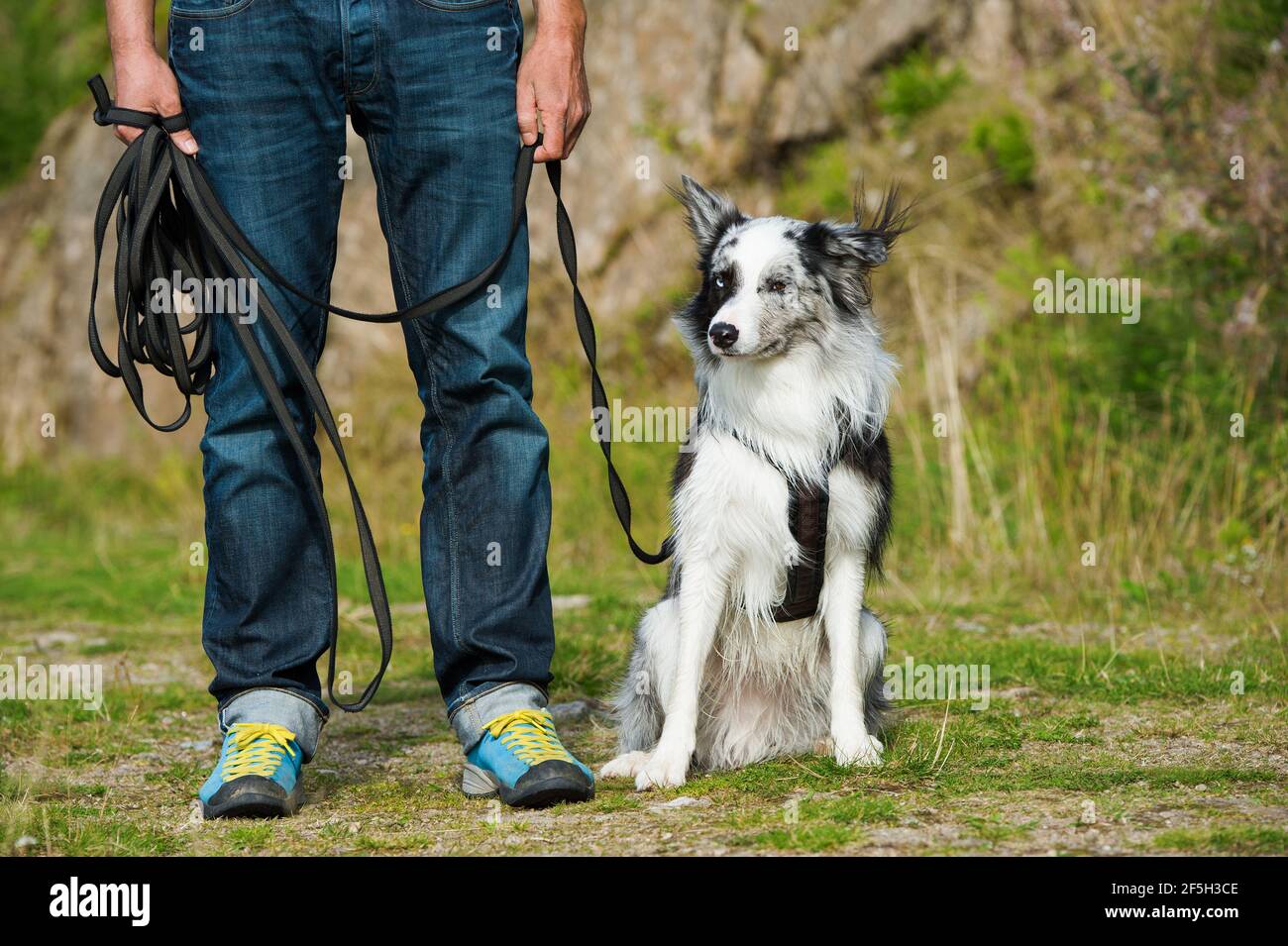 Border Collie Hund auf der Schleppleine Stockfoto