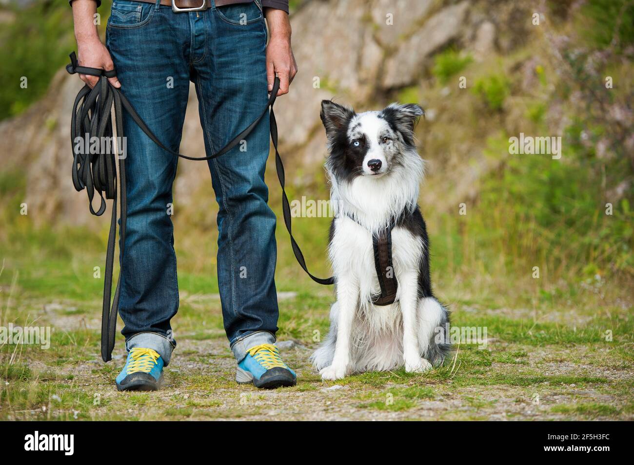 Border Collie Hund auf der Schleppleine Stockfoto