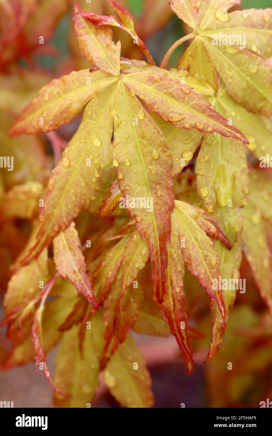 Acer palmatum ‘Katsura’ japanischer Ahorn Katsura – gelb-orange Blätter mit gezackten roten Rändern, März, England, Großbritannien Stockfoto