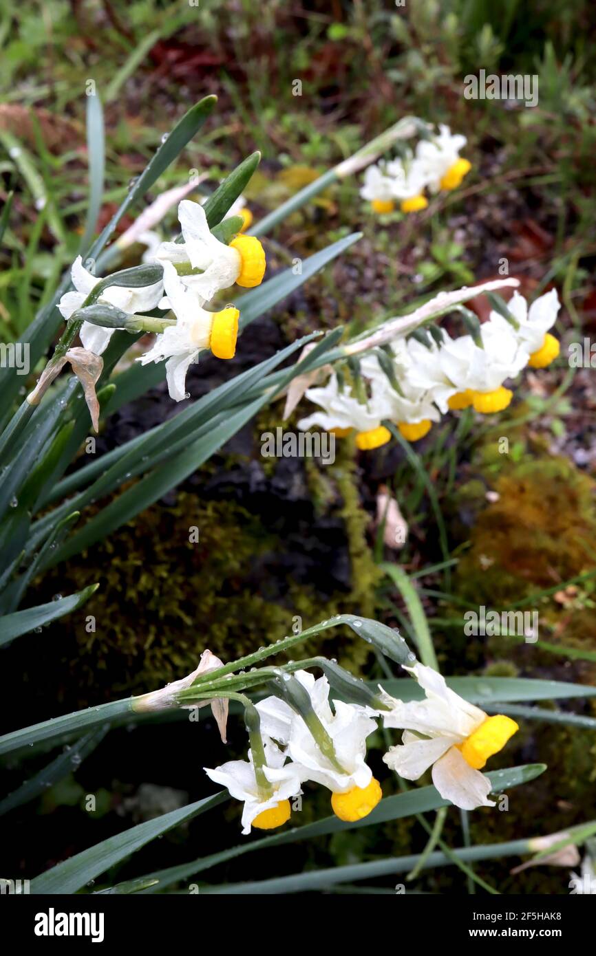 Narcissus ‘Canaliculatus’ / Daffodil Canaliculatus Division 8 Tazetta Daffodils Mehrköpfiger, stark duftender Narzissus mit buttergelber Tasse, März, en Stockfoto