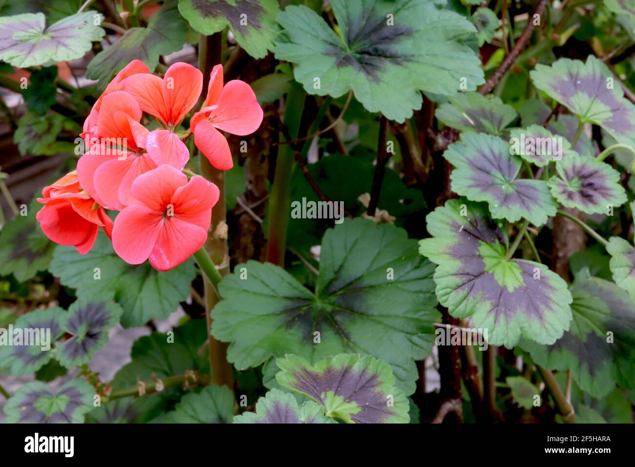 Pelargonium zonale Deep Salmon Zonal Pelargonium Deep Salmon – Haufen Lachsblüten auf schwarz-beringten dunkelgrünen Blättern, März, England, Großbritannien Stockfoto