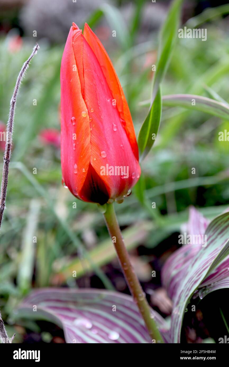 Tulipa ‘Red Riding Hood’ Greigii 14 Rotkäppchen-Tulpe – zwergerrote Tulpen mit dunkelrosa Flush, März, England, Großbritannien Stockfoto