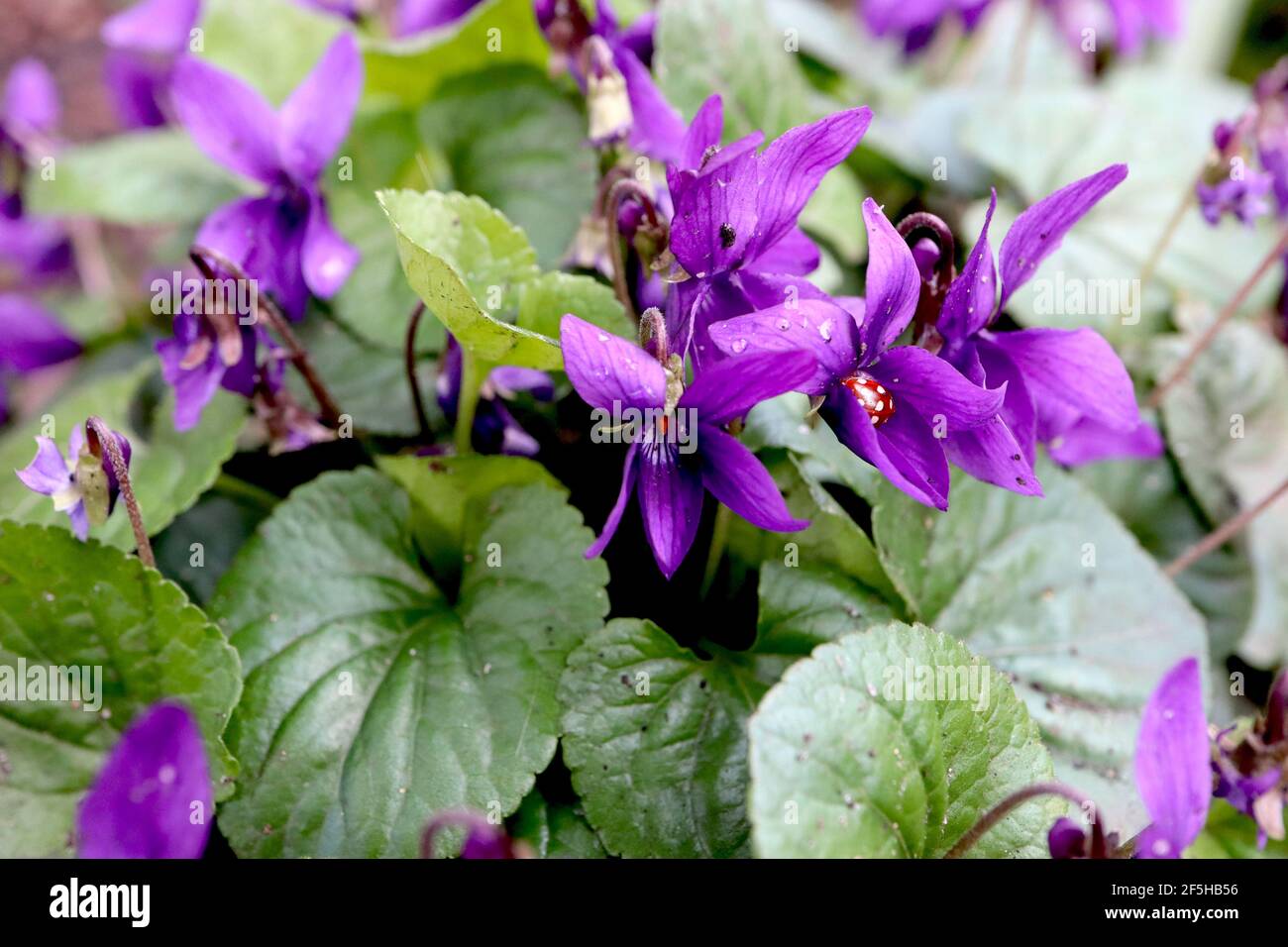 Viola odorata ‘Queen Charlotte’ Sweet violet Queen Charlotte – duftende lila Blüten und herzförmige Blätter, März, England, Großbritannien Stockfoto