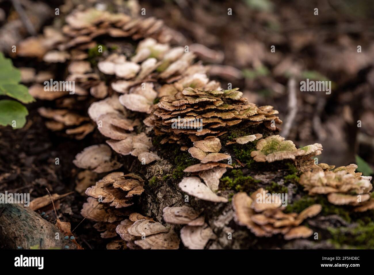 Pilze wachsen auf abgestürztem Baum in Great Smoky Mountains National Parken Stockfoto