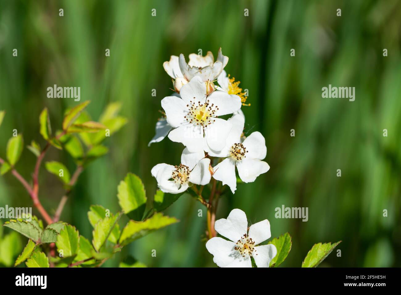 Multiflora Rose blüht im Frühling Stockfoto