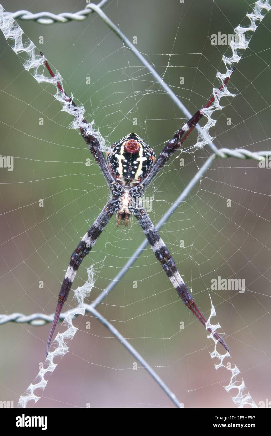 Unterseite der St Andrew's Cross Spider (Argiope aetherea), fotografiert im Garten von Cow Bay, Daintree, Far North Queensland, Australien. Stockfoto