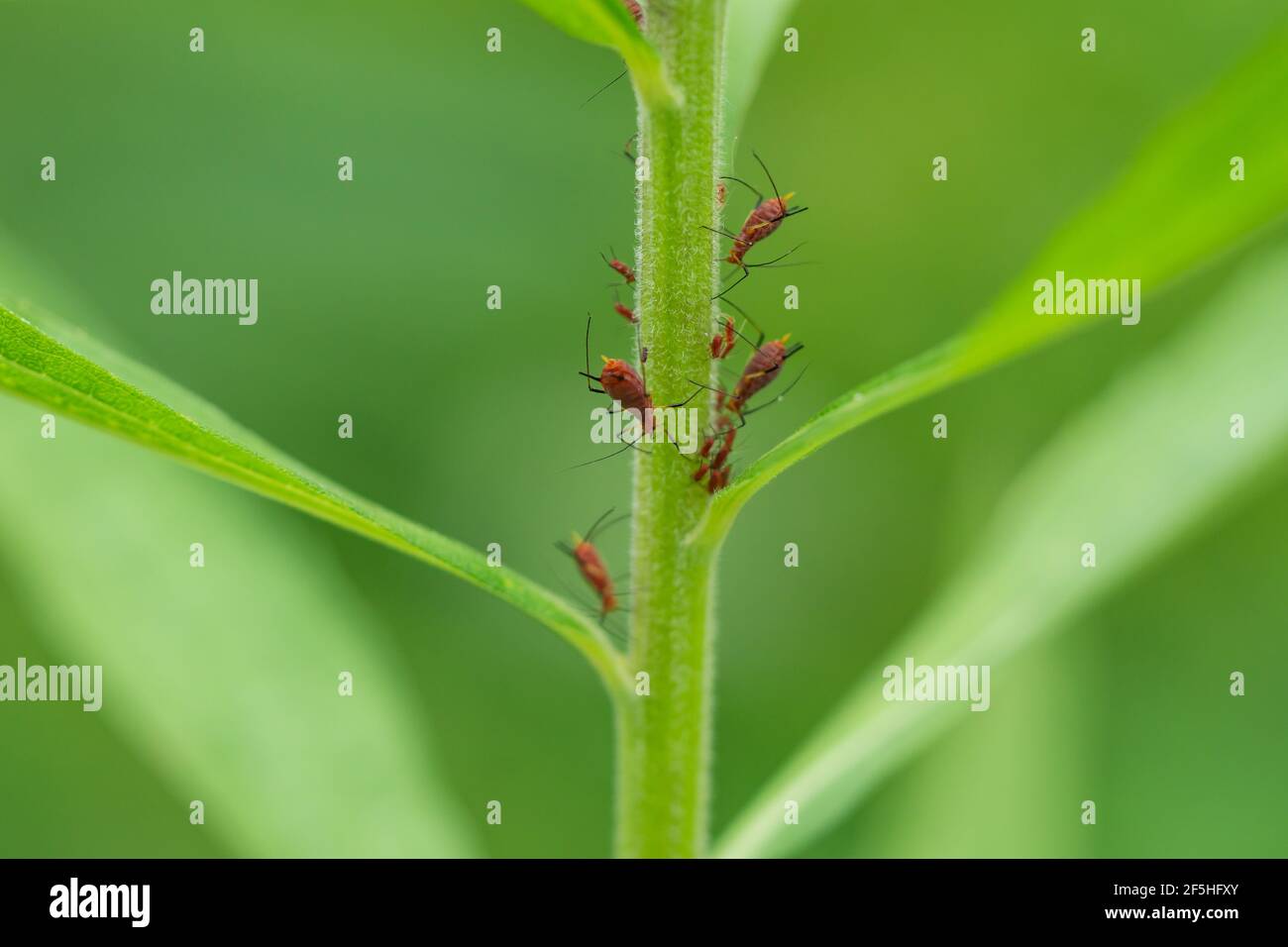Rote goldrutenblattlaus -Fotos und -Bildmaterial in hoher Auflösung – Alamy