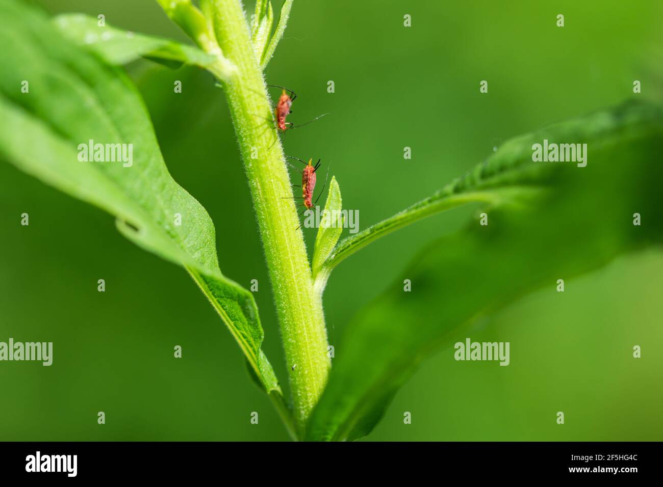 Rote goldrutenblattlaus -Fotos und -Bildmaterial in hoher Auflösung – Alamy
