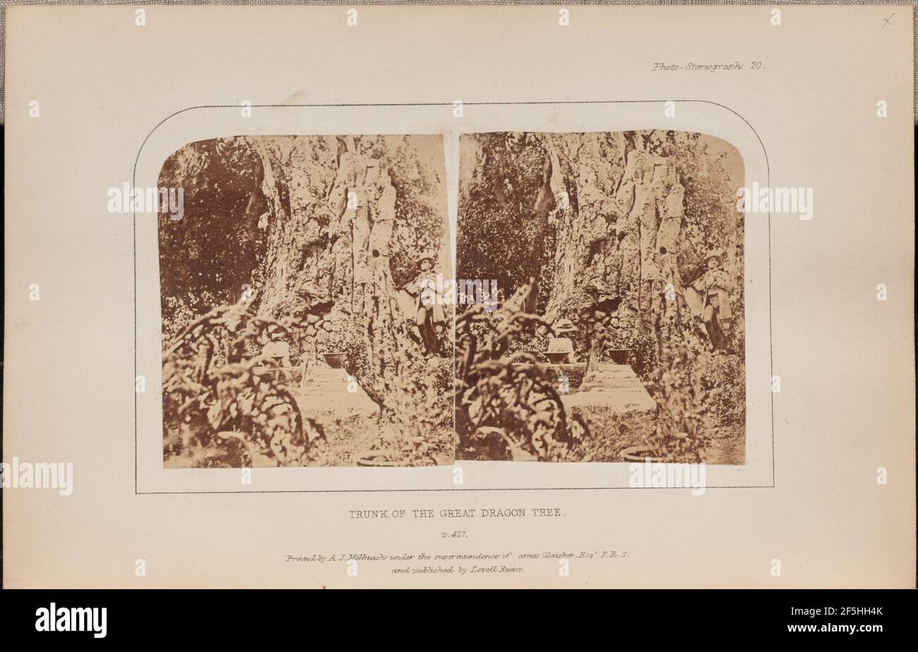 Stamm des Großen Drachenbaums. Charles Piazzi Smyth (Großbritannien, 1819 - 1900) Stockfoto