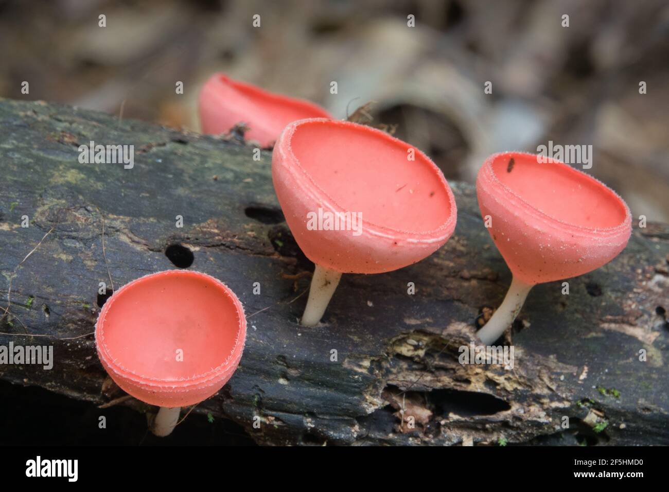 Cookeina Pilzarten, die auf verfallendem Baumstamm im Unterholz des Regenwaldes wachsen. Fotografiert im Daintree Rainforest, Queensland, Australien Stockfoto