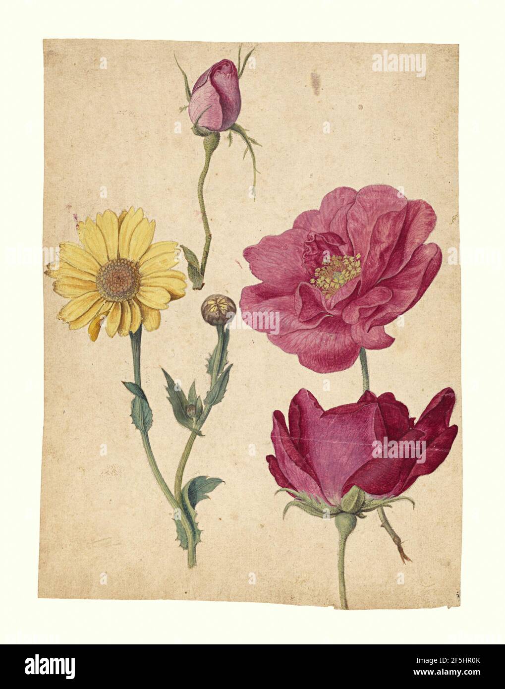 Ein Studienblatt mit französischen Rosen und einer Oxeye Daisy. Jacques Le Moyne de Morgues (Französisch, um 1533 - 1588) Stockfoto