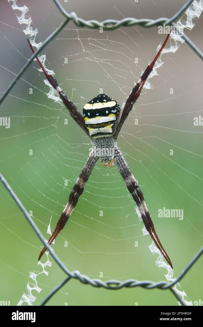 Oberseite der St Andrew's Cross Spider (Argiope aetherea), fotografiert im Garten von Cow Bay, Daintree, Far North Queensland, Australien. Stockfoto
