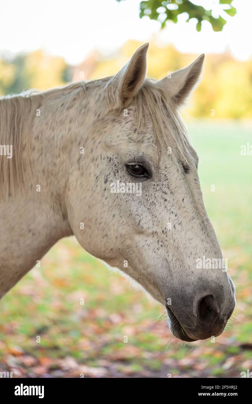 Vertikale Nahaufnahme von Kopf und Gesicht eines wunderschönen, von Flöhen gebissenen oder pappelgrauen Pferdes bei weichem Tageslicht, mit nach vorne gerichteten Ohren Stockfoto