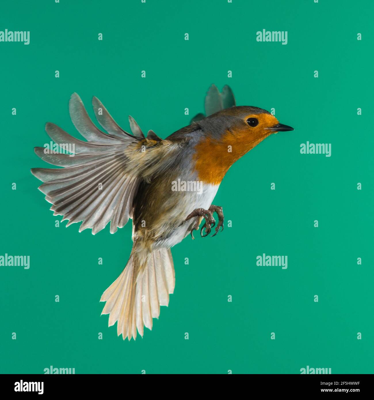 Ein Robin (Erithacus rubecula) fotografierte mit High Speed Flash im freien Flug in Großbritannien Stockfoto