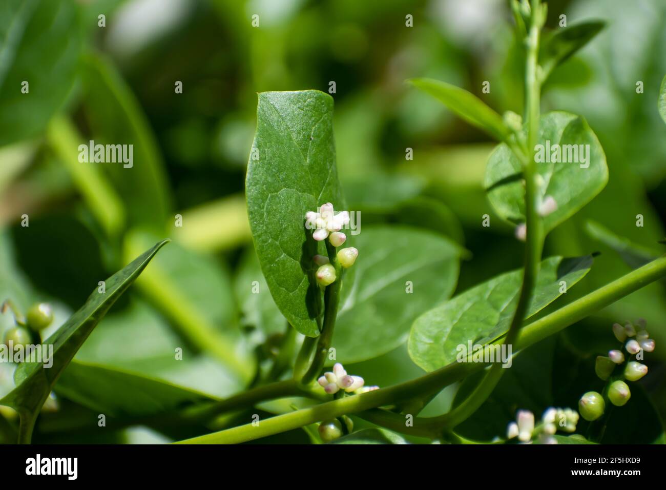 Die kleine weiße und rosafarbene Blume einer mehrjährigen Rebsorte aus grünem Malabar-Spinat oder Basella alba. Die Blume wächst auf einem grünen Stamm gegen ein Blatt. Stockfoto